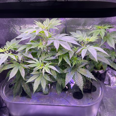 Berry Meow growlog timeline photo