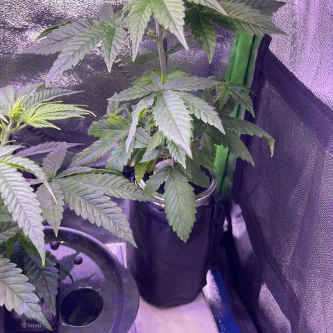 Berry Meow growlog timeline photo