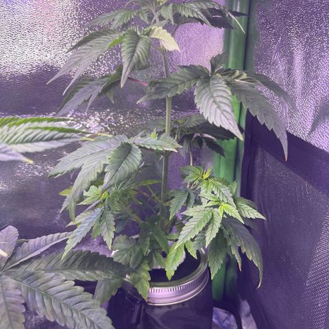 Berry Meow growlog photo: Great growth! 