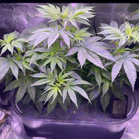 Berry Meow growlog photo: Great growth! 