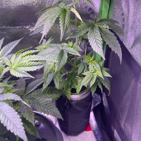 Berry Meow growlog photo: Great growth! 