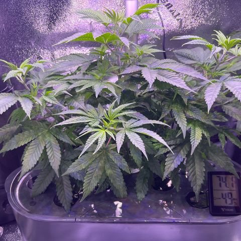 Berry Meow growlog photo: Great growth! 