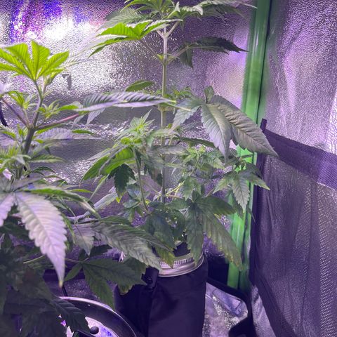 Berry Meow growlog photo: Before trimming 