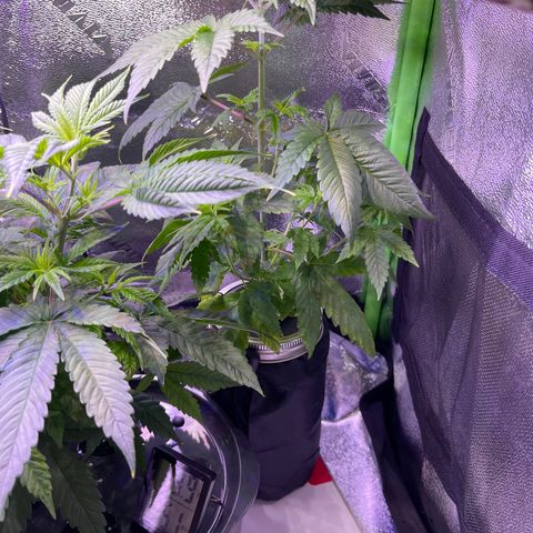 Berry Meow growlog photo: Before trimming 