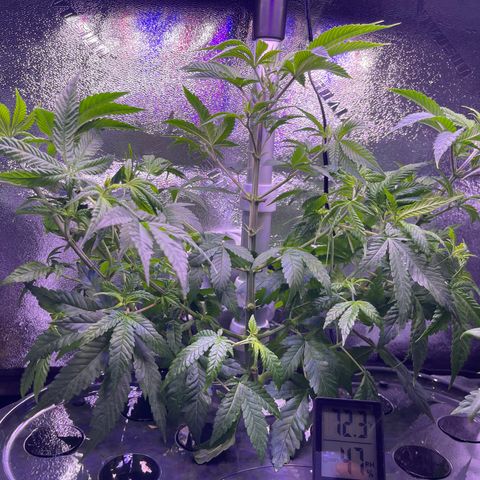 Berry Meow growlog photo: After trimming 
