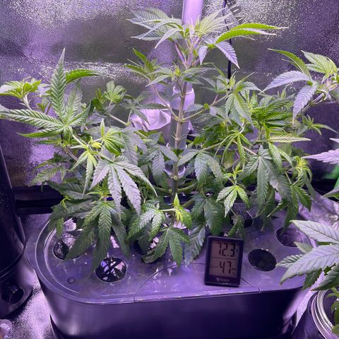 Berry Meow growlog photo: After trimming 
