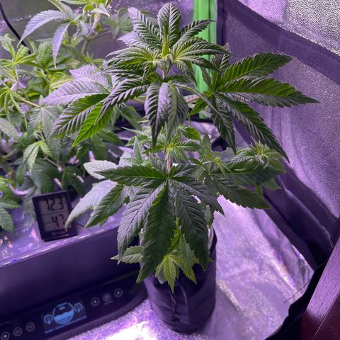Berry Meow growlog photo: After trimming 