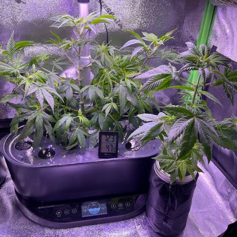 Berry Meow growlog photo: After trimming 