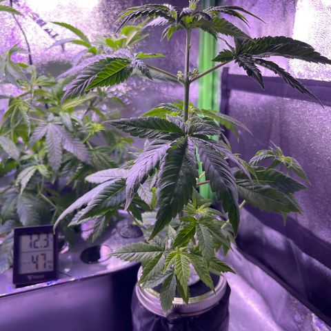 Berry Meow growlog photo: After trimming 