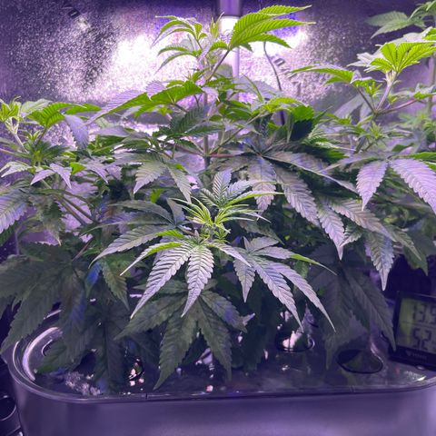 Berry Meow growlog photo: Before trimming 