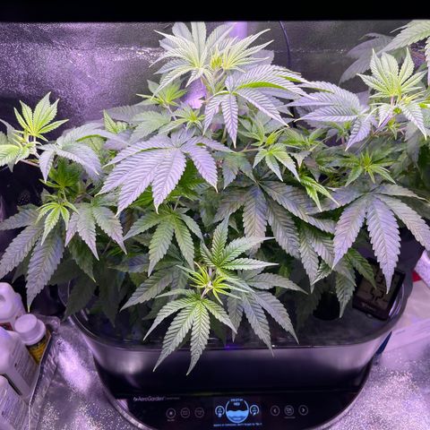Berry Meow growlog photo: Before trimming 