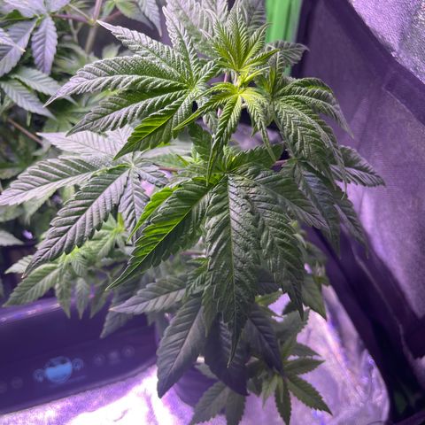 Berry Meow growlog timeline photo