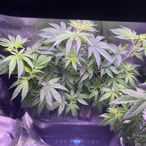 Berry Meow growlog timeline photo