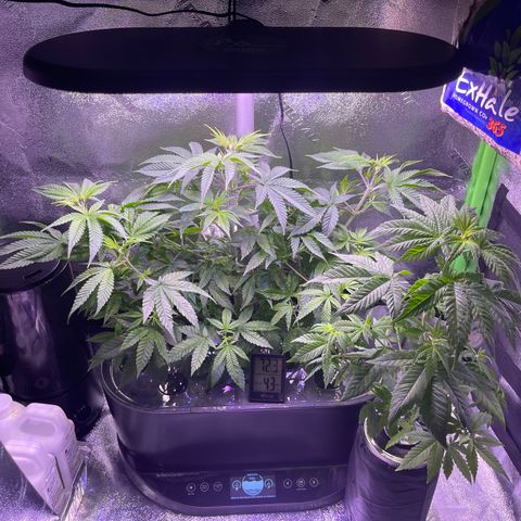 Berry Meow growlog timeline photo