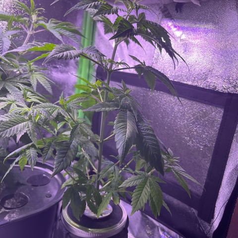 Berry Meow growlog timeline photo