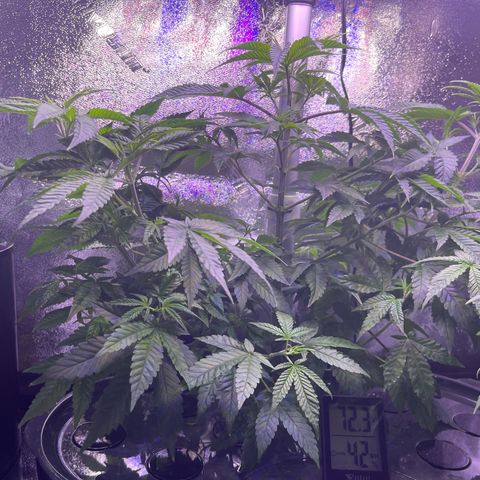 Berry Meow growlog timeline photo