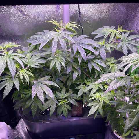 Berry Meow growlog timeline photo