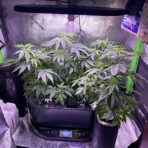 Berry Meow growlog timeline photo