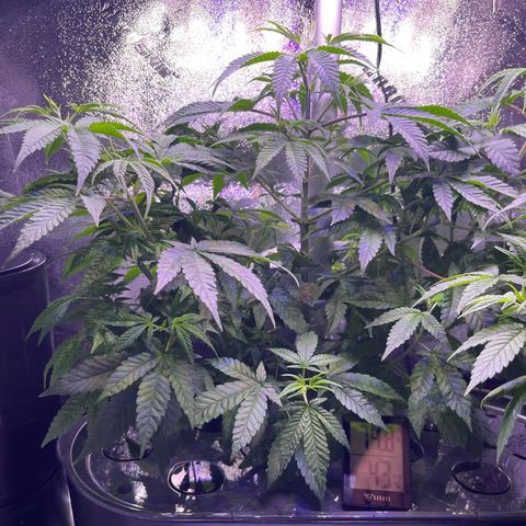 Berry Meow growlog timeline photo
