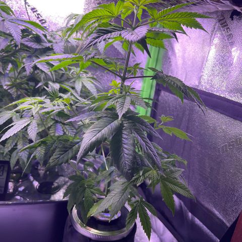 Berry Meow growlog timeline photo