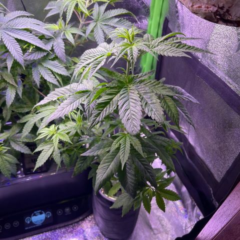 Berry Meow growlog timeline photo