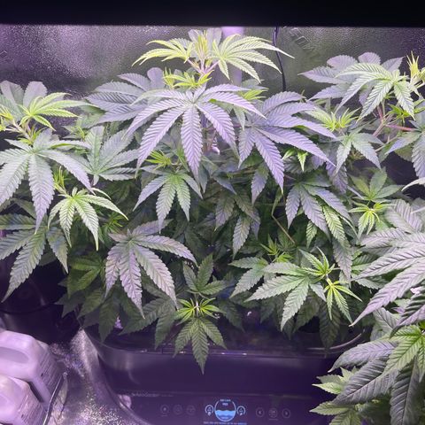 Berry Meow growlog timeline photo
