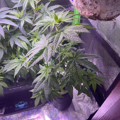 Berry Meow growlog timeline photo
