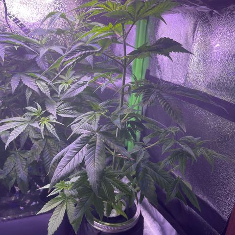 Berry Meow growlog timeline photo