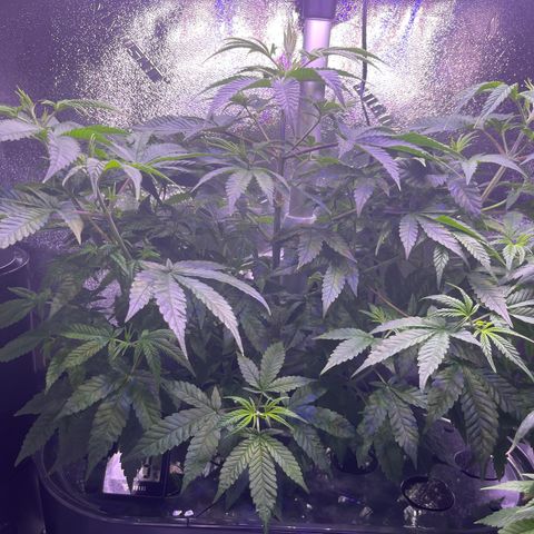 Berry Meow growlog timeline photo