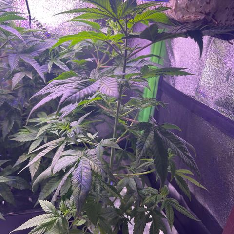 Berry Meow growlog timeline photo