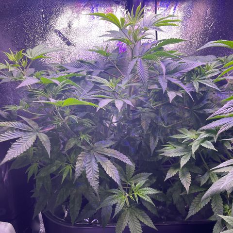 Berry Meow growlog timeline photo