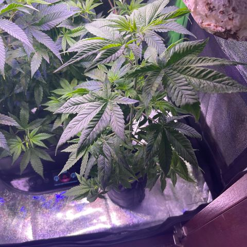 Berry Meow growlog timeline photo