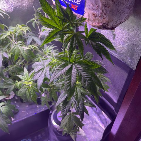 Berry Meow growlog timeline photo