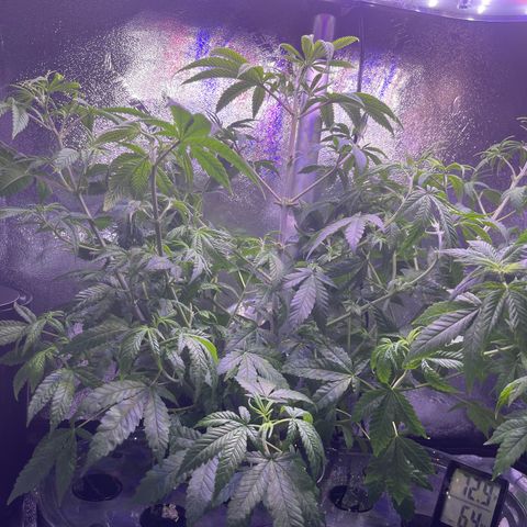 Berry Meow growlog timeline photo