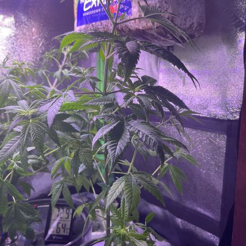 Berry Meow growlog timeline photo