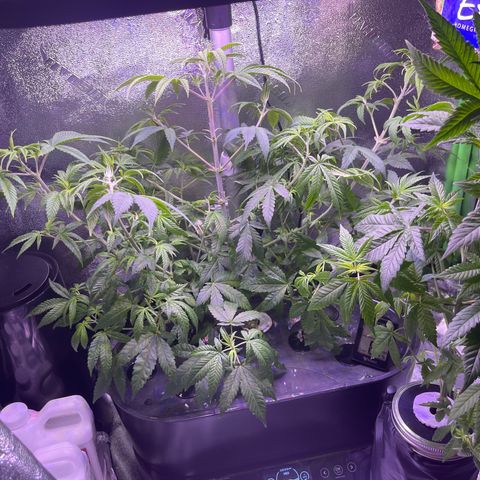 Berry Meow growlog timeline photo