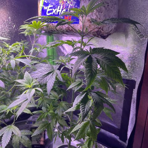 Berry Meow growlog timeline photo