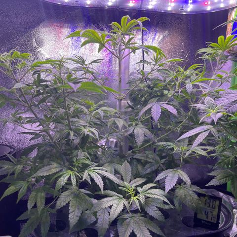 Berry Meow growlog timeline photo