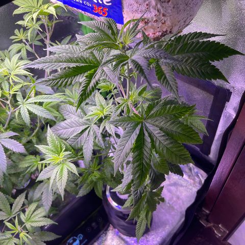 Berry Meow growlog timeline photo
