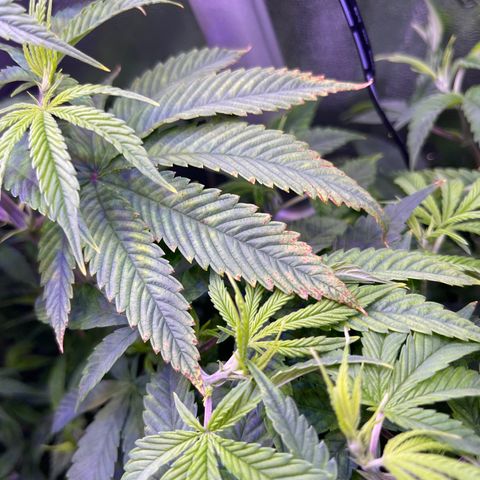 Berry Meow growlog timeline photo