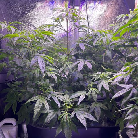 Berry Meow growlog timeline photo
