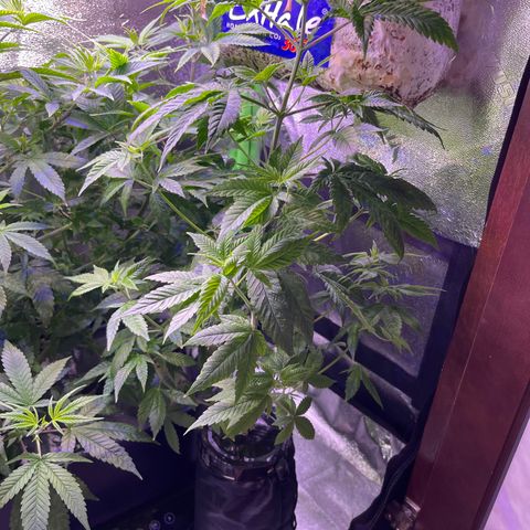 Berry Meow growlog timeline photo