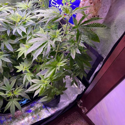 Berry Meow growlog timeline photo