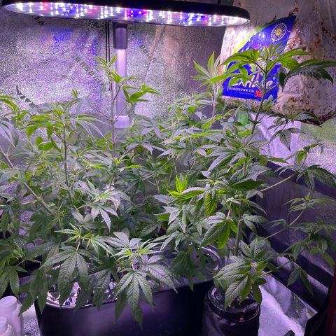 Berry Meow growlog photo: Post-trim