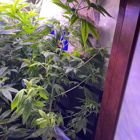 Berry Meow growlog timeline photo