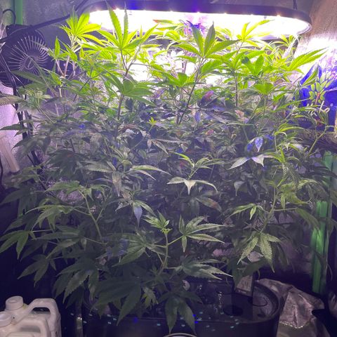 Berry Meow growlog photo: Bonnie before trim, babe after trim 