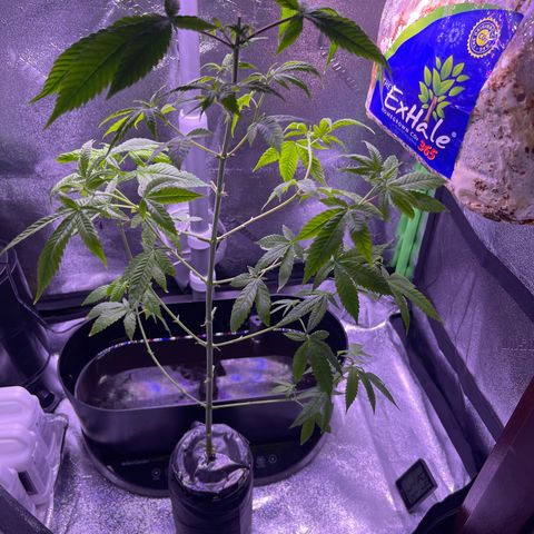 Berry Meow growlog photo: Bonnie before trim, babe after trim 
