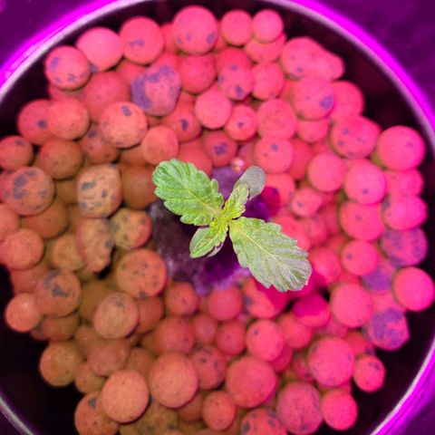 LSD:1 growlog timeline photo