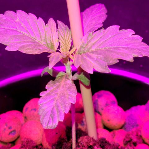 LSD:1 growlog timeline photo