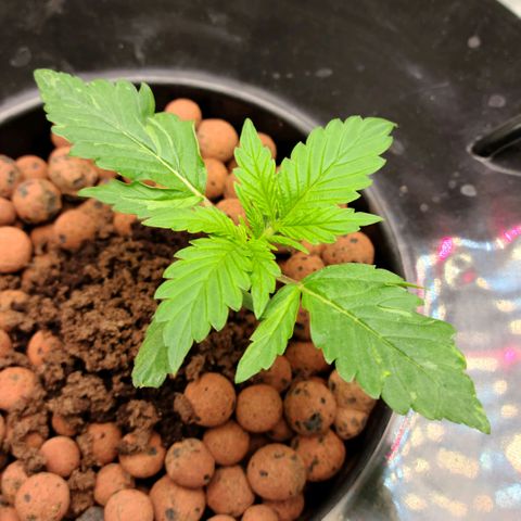 LSD:1 growlog timeline photo